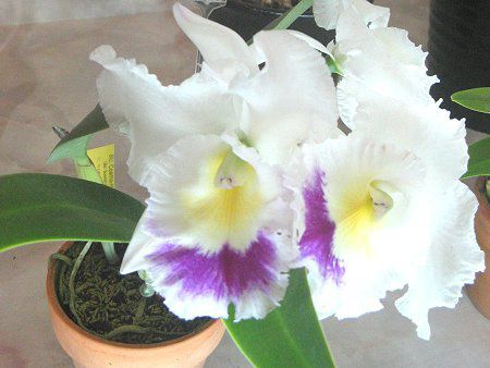 カトレア(Cattleya)【かぎけんWEB】
