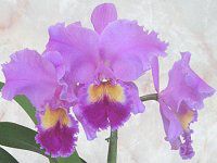 JgA(Cattleya)
