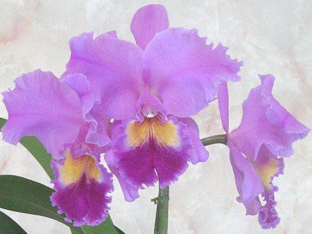 カトレア(Cattleya)【かぎけんWEB】