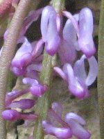 VGmLXEWVtHA(Schoenorchis juncifolia)
