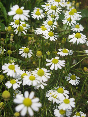 カモミール Chamomile かぎけんweb