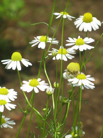 カモミール Chamomile かぎけんweb