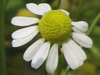 J~[(Chamomile)