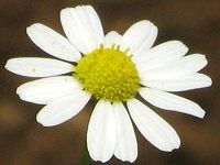 J~[(Chamomile)