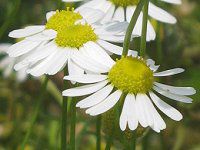 J~[(Chamomile)
