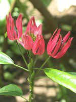 p{jAECefBAiPavonia intermediaj