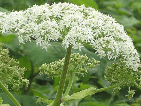 ハナウド 花独活 かぎけんweb