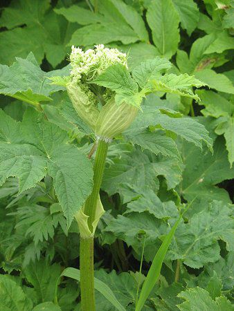 ハナウド 花独活 かぎけんweb