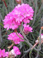 AA(Armeria)