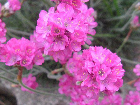 AA(Armeria)