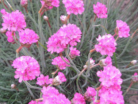 AA(Armeria)