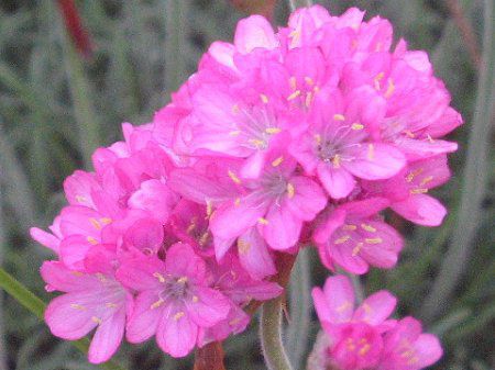 AA(Armeria)