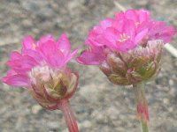 AA(Armeria)