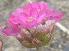 AA(Armeria)