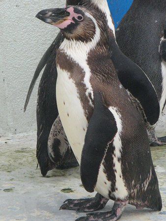 フンボルトペンギン Humboldt Penguin かぎけんweb
