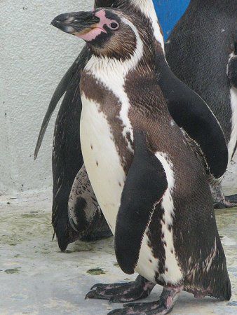 ペンギン Penguin かぎけんweb