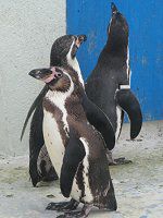 t{gyM(Humboldt Penguin)