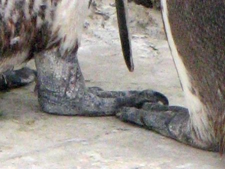 t{gyM(Humboldt Penguin)