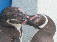 t{gyM(Humboldt Penguin)