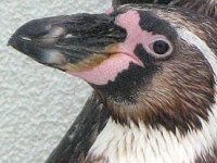 t{gyM(Humboldt Penguin)