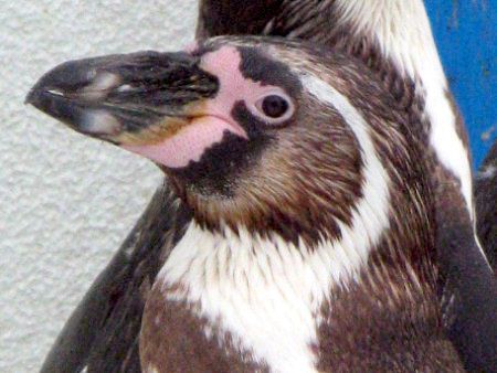 t{gyM(Humboldt Penguin)
