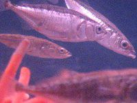 �C�g��(����)