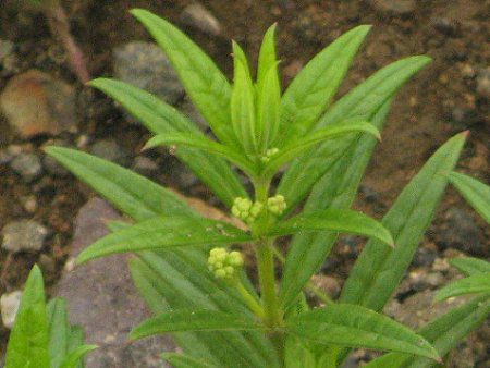 アカネムグラ 茜葎 かぎけんweb