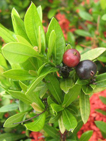 CN\ERbLlA(Ixora coccinea)