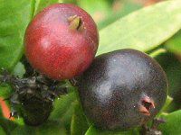 CN\ERbLlA(Ixora coccinea)