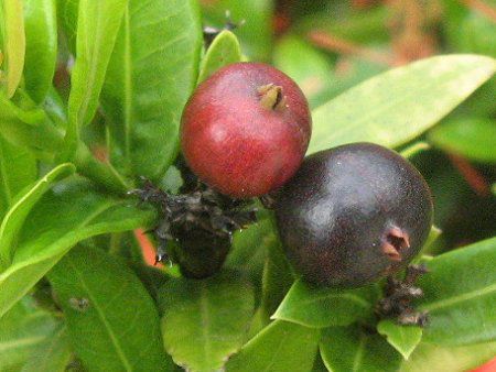 CN\ERbLlA(Ixora coccinea)