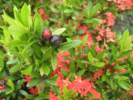 CN\ERbLlA(Ixora coccinea)