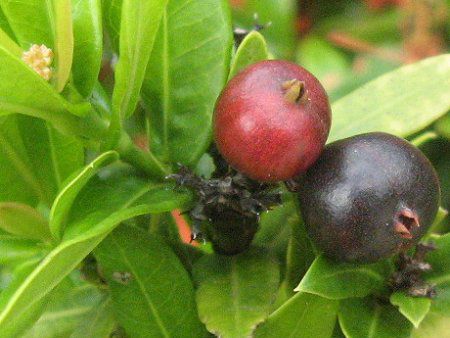 CN\ERbLlA(Ixora coccinea)