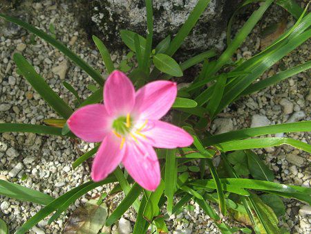 [tBTXEOfBt[(Zephyranthus grandiflora)