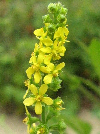 小さなキ行の花図鑑【かぎけんWEB】