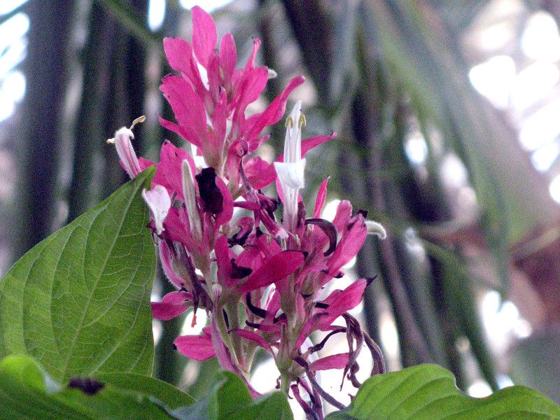 KXPpX}(Megaskepasma)