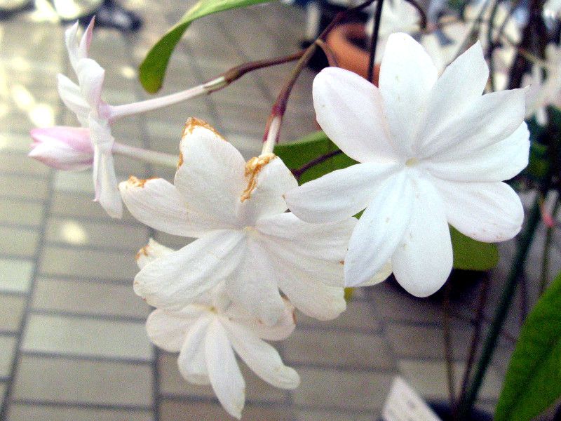 jasminum nobile