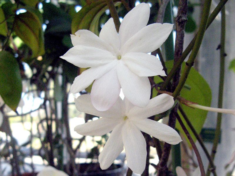 jasminum nobile