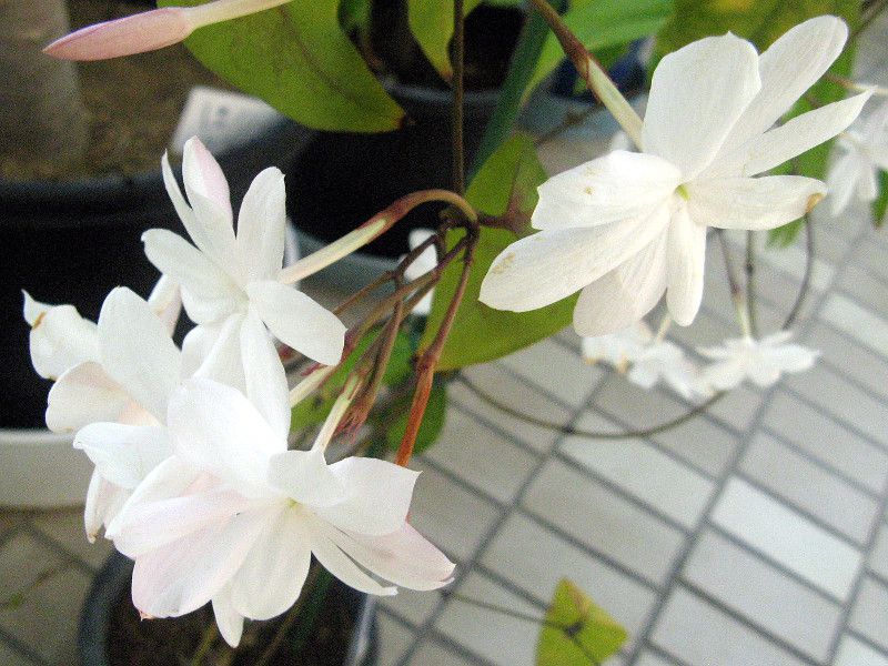 jasminum nobile