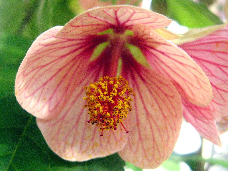 アブチロン Abutilon かぎけんweb