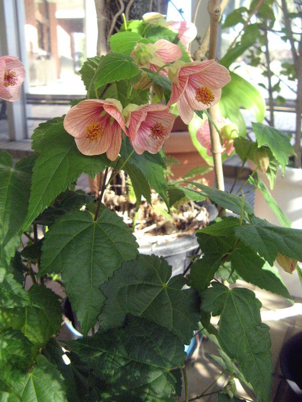 アブチロン Abutilon かぎけんweb