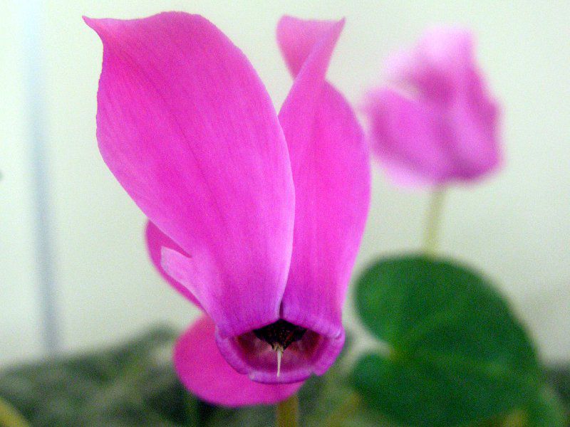 VN(Cyclamen)