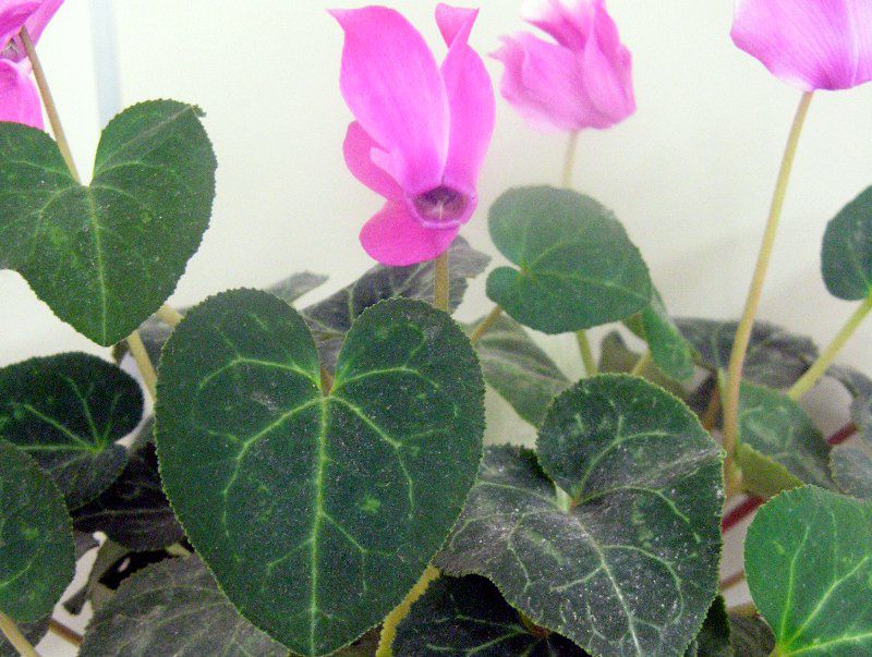 VN(Cyclamen)