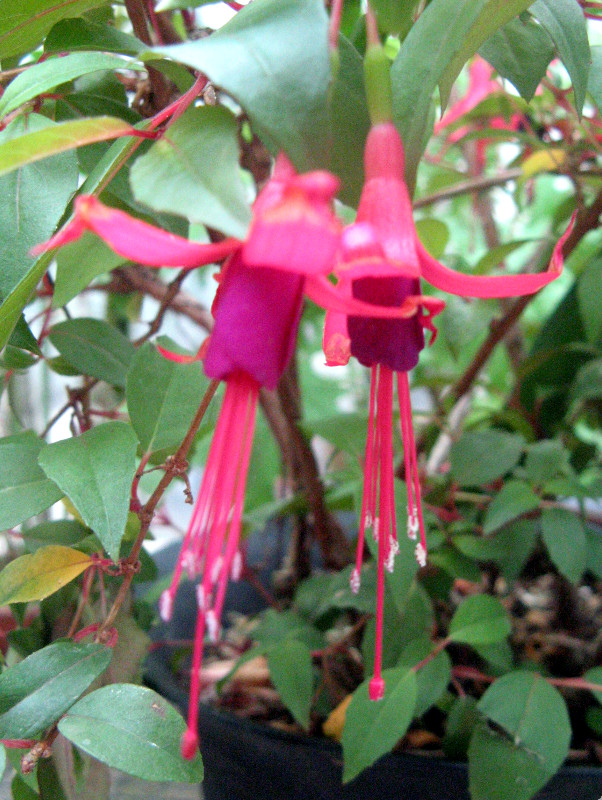 fuchsia-magellanica-angel-earrings