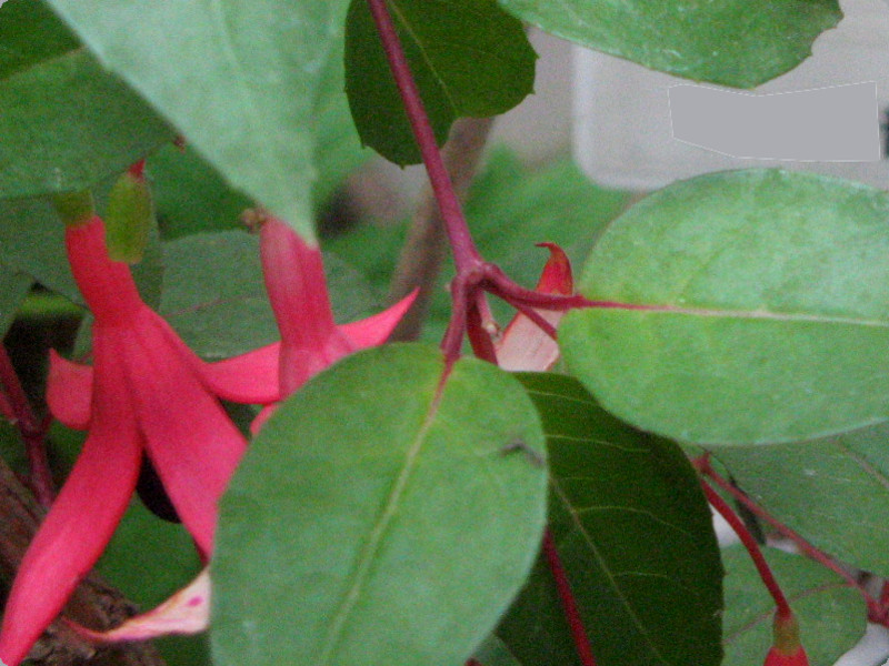 fuchsia-magellanica-angel-earrings