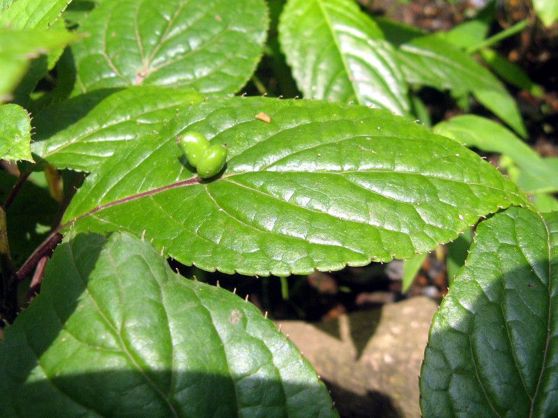 �n�i�C�J�_(�Ԕ�))