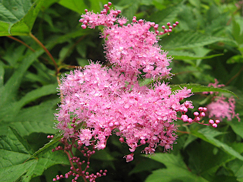 モレゾウ シモツケソウ - 日光植物園 - Filipendula multijuga