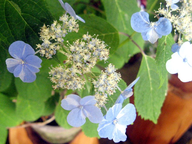 アジサイ 紫陽花 かぎけんweb アジサイ 紫陽花 かぎけんweb
