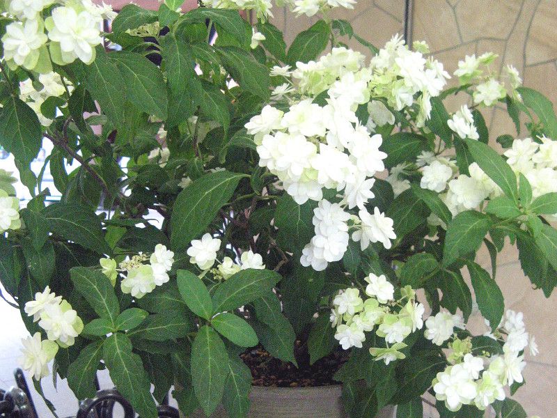 アジサイ 紫陽花 かぎけんweb アジサイ 紫陽花 かぎけんweb