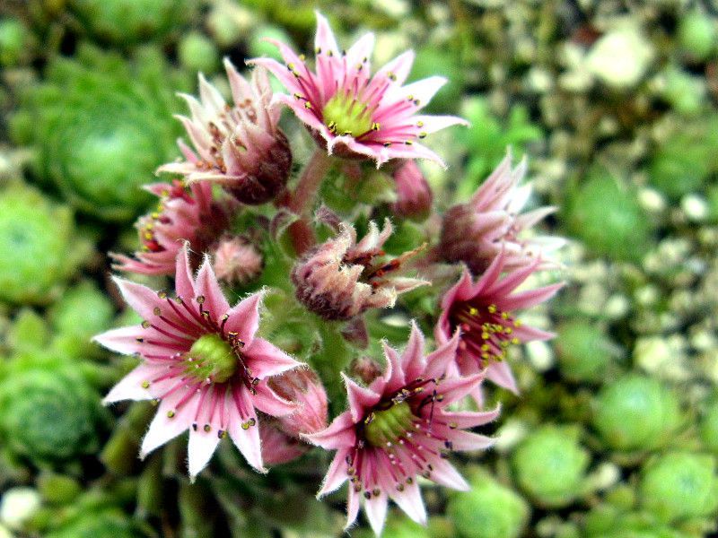 }LMk(Sempervivum arachnoideum)
