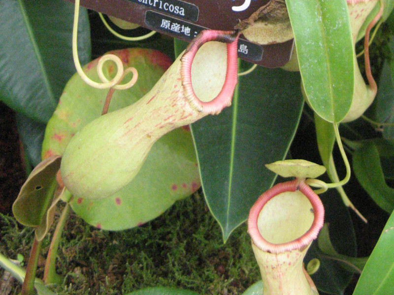 lyeX(nepenthe ventricosaj